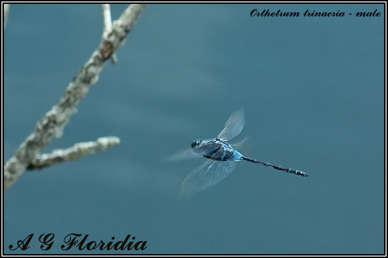 O. trinacria in volo